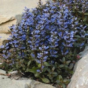 Vaisgina ‘Mini Mahogany’