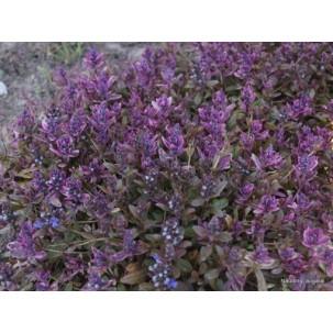 Vaisgina ‘Dixie Chip’