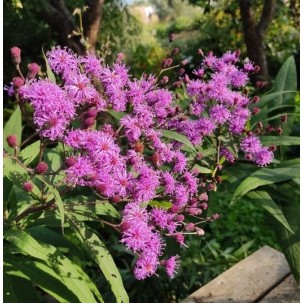 Vernonija 'Mammuth' 