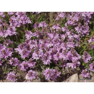 Gulsčioji veronika ‘Lilac Time’