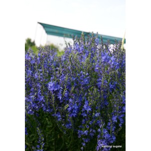 Veronika ‘Royal Blue’