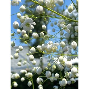 Vingiris sparnuotasis ‘Splendide White’